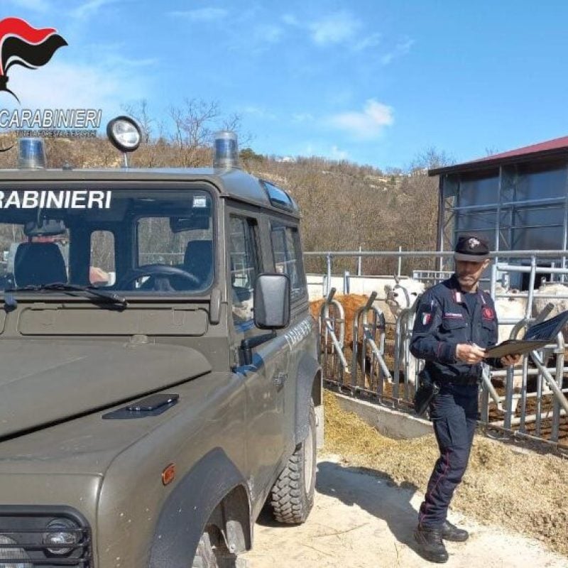 Tubercolosi bovina, stalla irregolare: azienda agricola sotto inchiesta