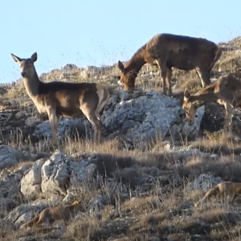 Cervi e volpi in armonia nel Parco Sirente Velino: un incontro straordinario