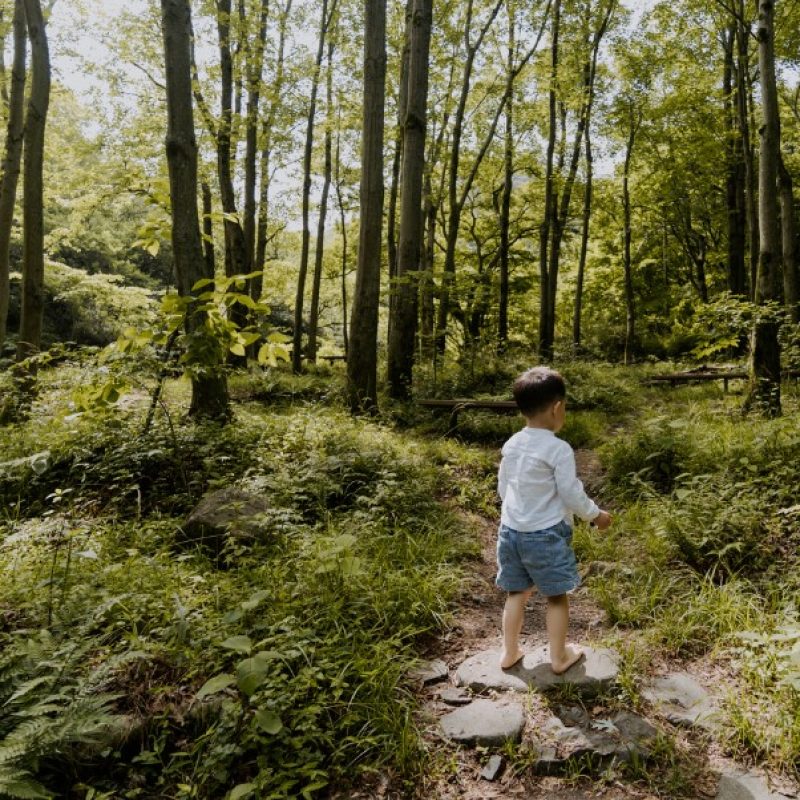 Giornata internazionale delle foreste