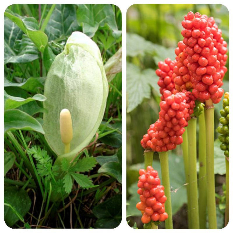 Il Gigaro o Calla selvatica, una pianta erbacea dei nostri boschi dall'aspetto molto elegante