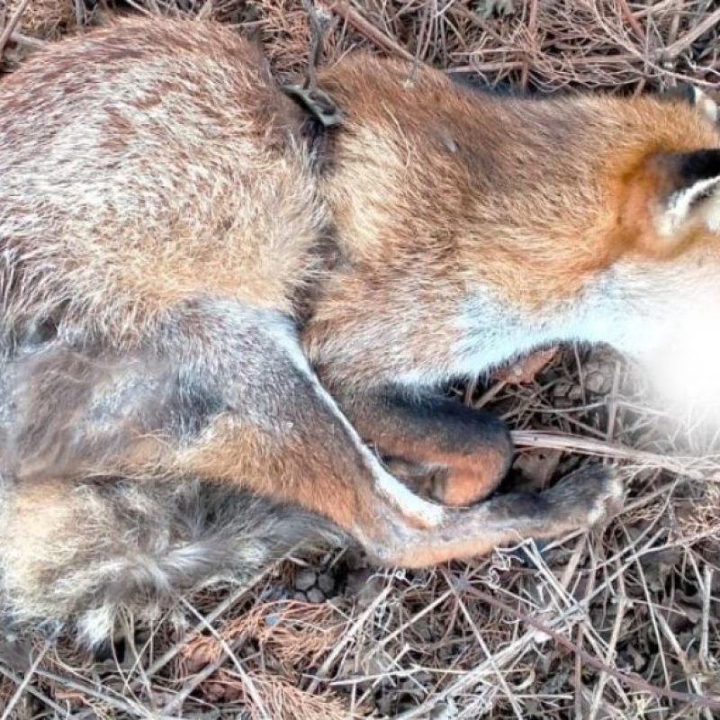 Volpe uccisa in una trappola