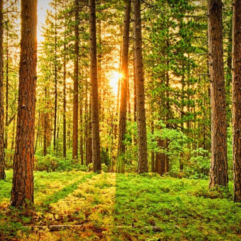 Giornata Nazionale degli Alberi