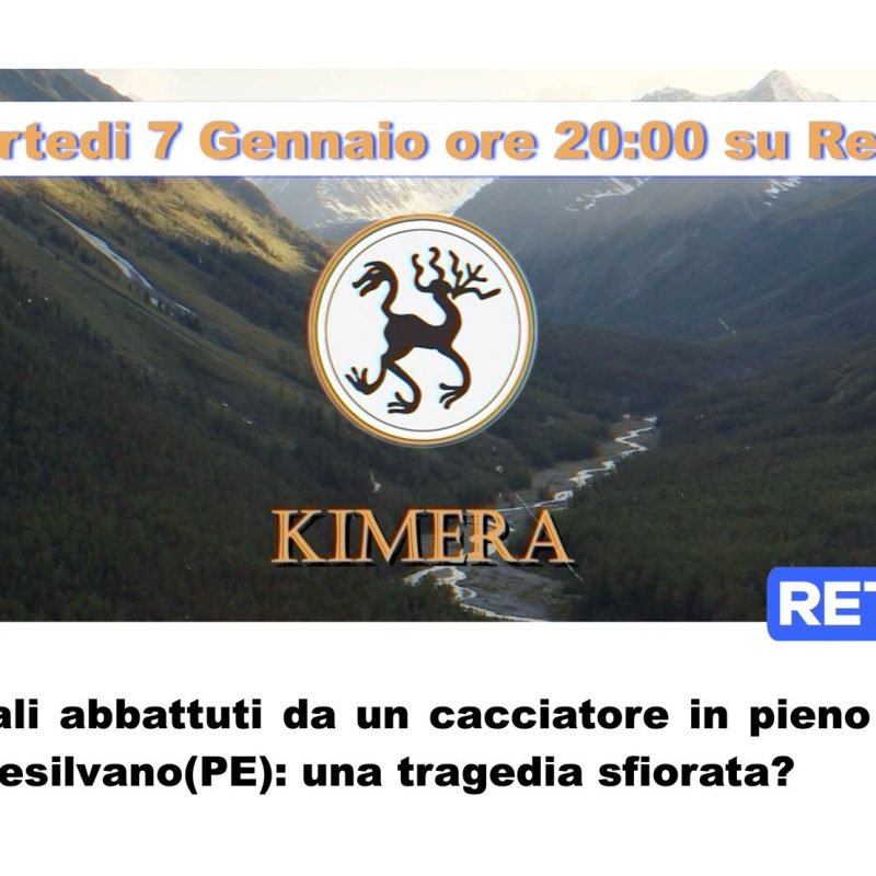 Infiamma la polemica sui 3 cinghiali uccisi in pieno centro in una cittadina Abruzzese