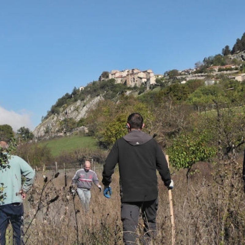 Piantati 35 nuovi alberi da frutto per aiutare l'orso bruno marsicano (foto)