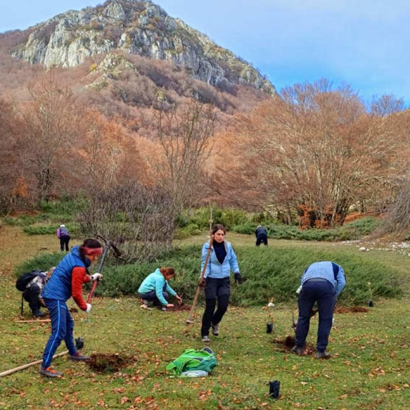 Conservazione dell'orso bruno marsicano: Guardiaparco e volontari Rewilding Apennines piantano alberi da frutto