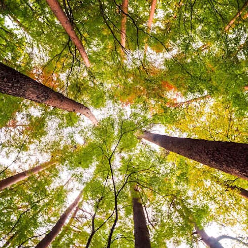 Oggi, 21 Marzo, è la Giornata Internazionale delle Foreste: un patrimonio da proteggere