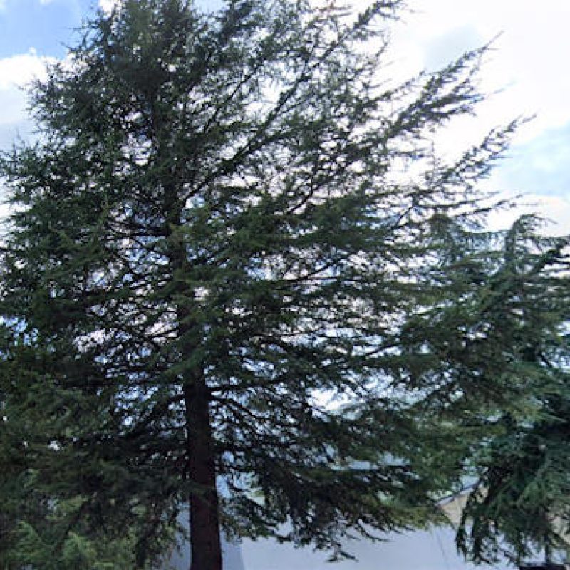 Il Comune di Capistrello interviene per la sicurezza degli alberi ad alto fusto nelle scuole