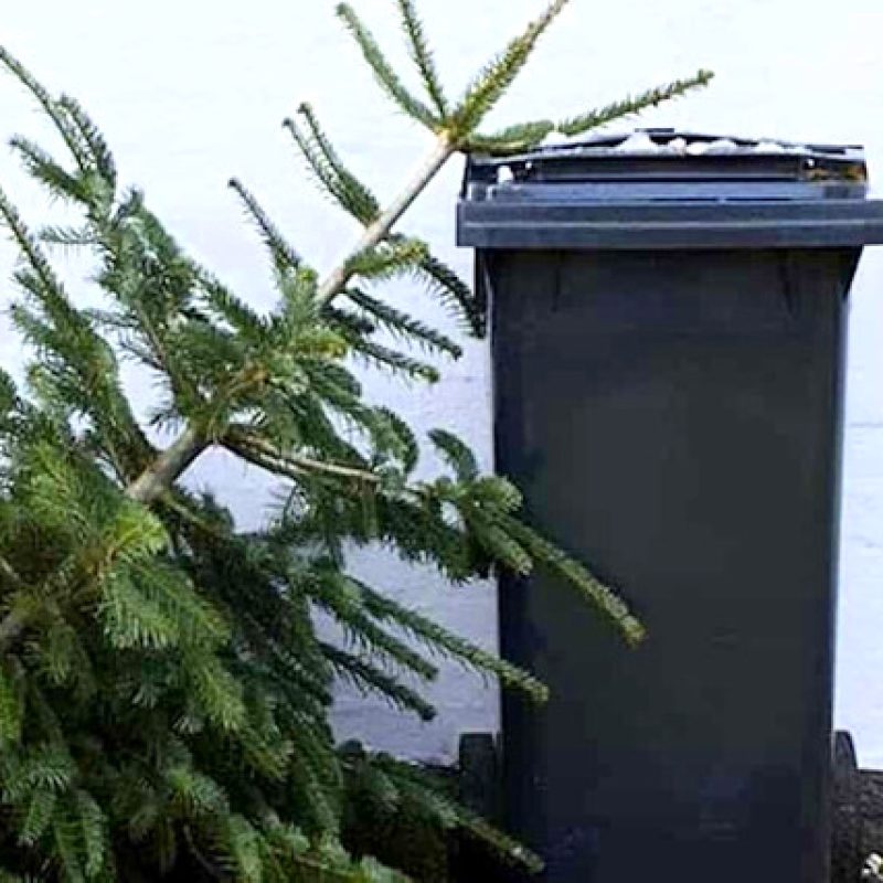 Ad Avezzano c'è il ritiro a domicilio degli alberi di Natale da smaltire a cura di Tekneko