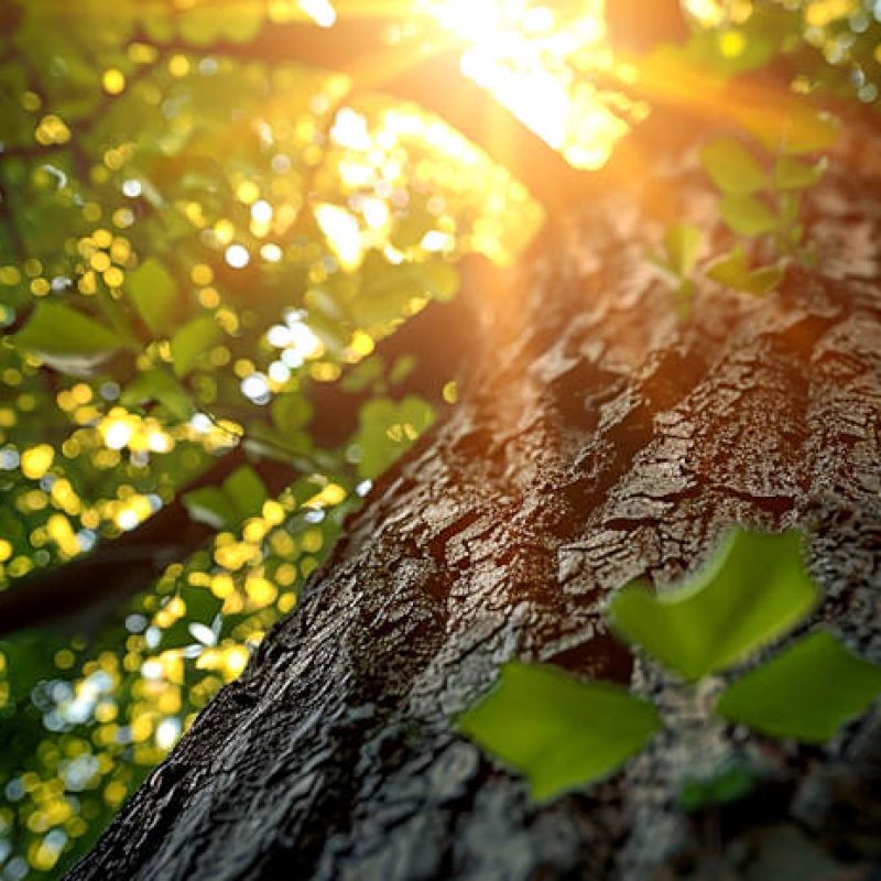 Oggi, 21 Novembre, è la Giornata nazionale dell'Albero