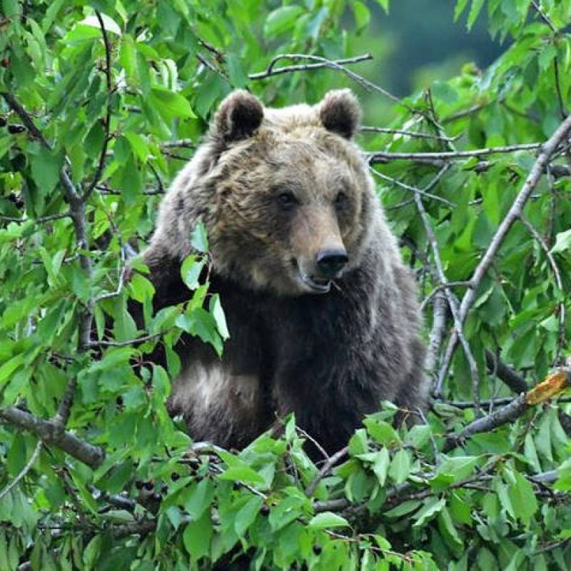 Morte dell'orsa Amarena: la Regione Abruzzo si costituisce parte civile