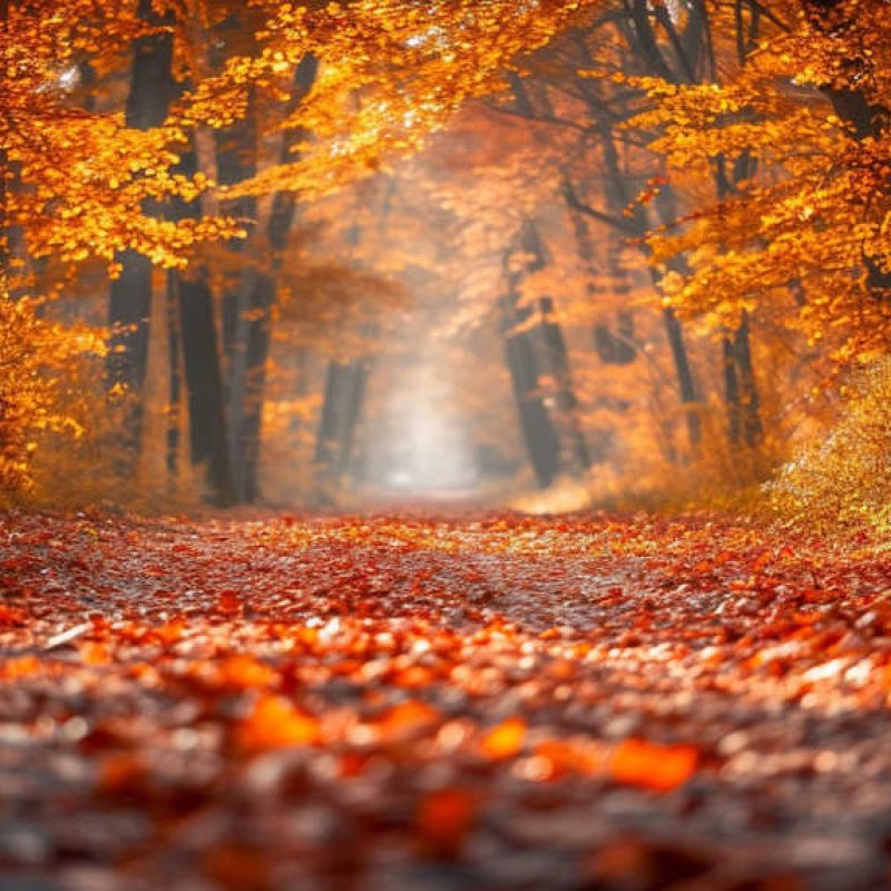 Incanto d'Autunno a Cappadocia: foliage e natura sul Sentiero di San Tommaso