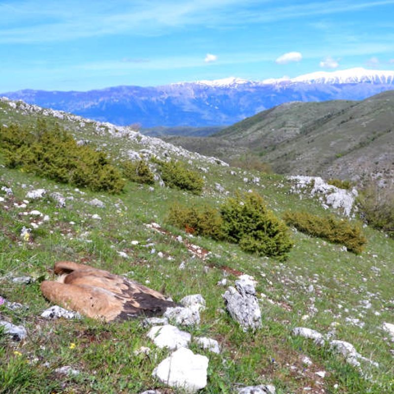 Basta avvelenamenti, Rewilding Apennines a difesa della fauna dell'Appennino centrale