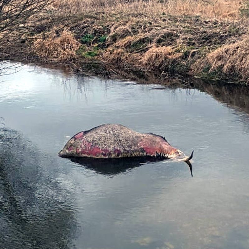 Rinvenuti tre bovini morti nel fiume Zittola, PNALM: "Si spera di poter escludere la presenza di TBC"