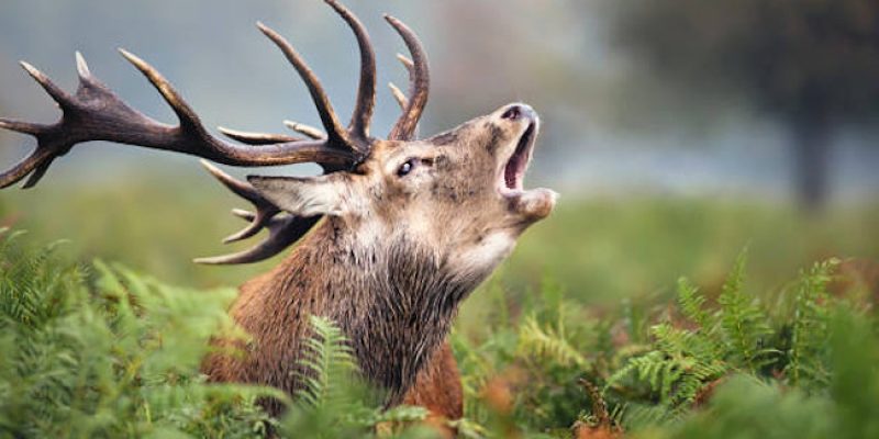 Il TAR autorizza l'abbattimento dei cervi. WWF: "Stiamo valutando se ricorrere al Consiglio di Stato"