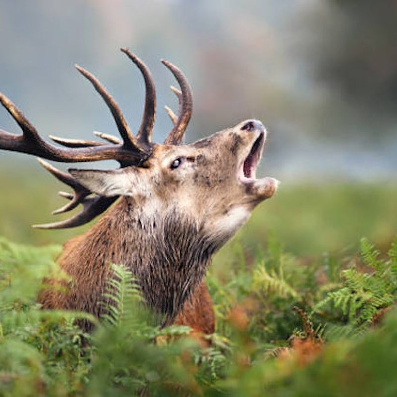 Il TAR autorizza l'abbattimento dei cervi. WWF: "Stiamo valutando se ricorrere al Consiglio di Stato"