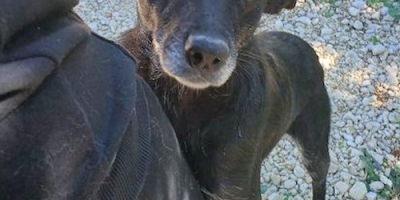 La cagnolina Angela salvata dopo 5 anni di maltrattamenti: "Adesso merita un po' d'amore"