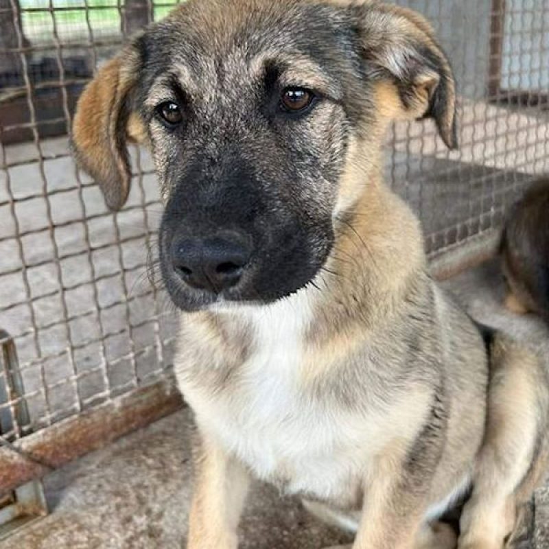 Rifiutano di adottare la cagnolina Nina perché, dicono, non è bella né "presentabile"