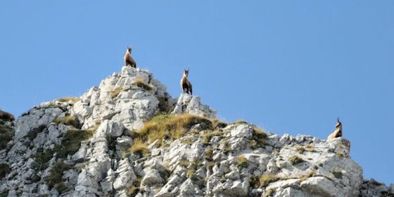 Duelli d'amore: i camosci appenninici si sfidano tra le montagne del Parco