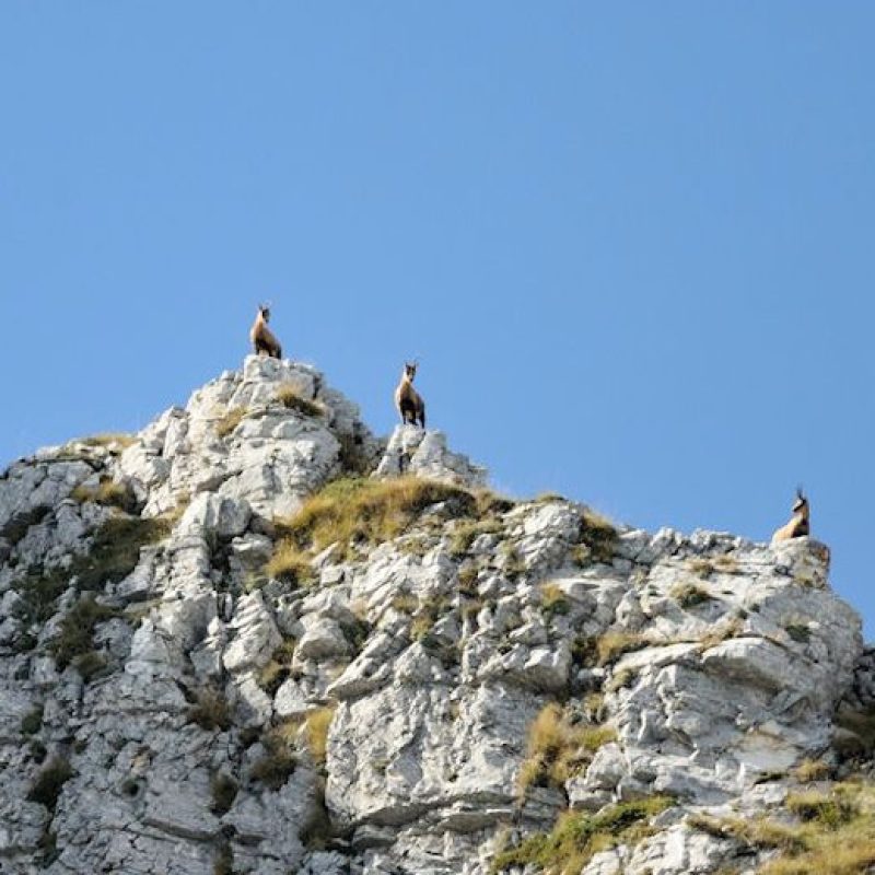 Duelli d'amore: i camosci appenninici si sfidano tra le montagne del Parco