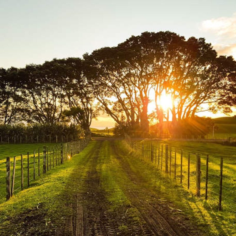 Investimenti non produttivi agricoli con finalità ambientali, tra pochi giorni l'apertura dello sportello