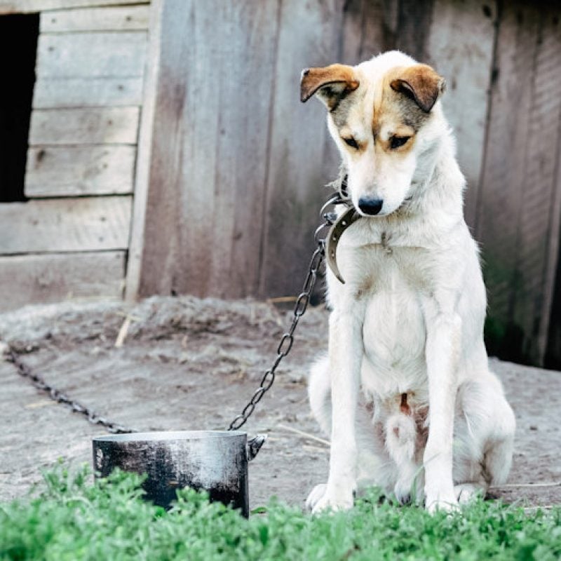 Cane legato a una catena troppo corta per giorni: due denunce per maltrattamento