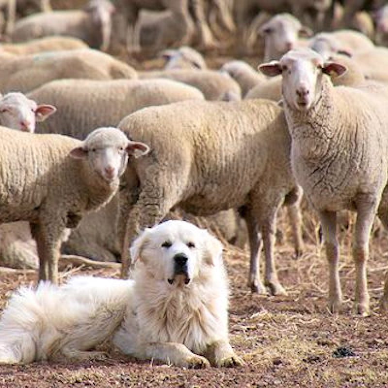 cane-da-pastore-abruzzese