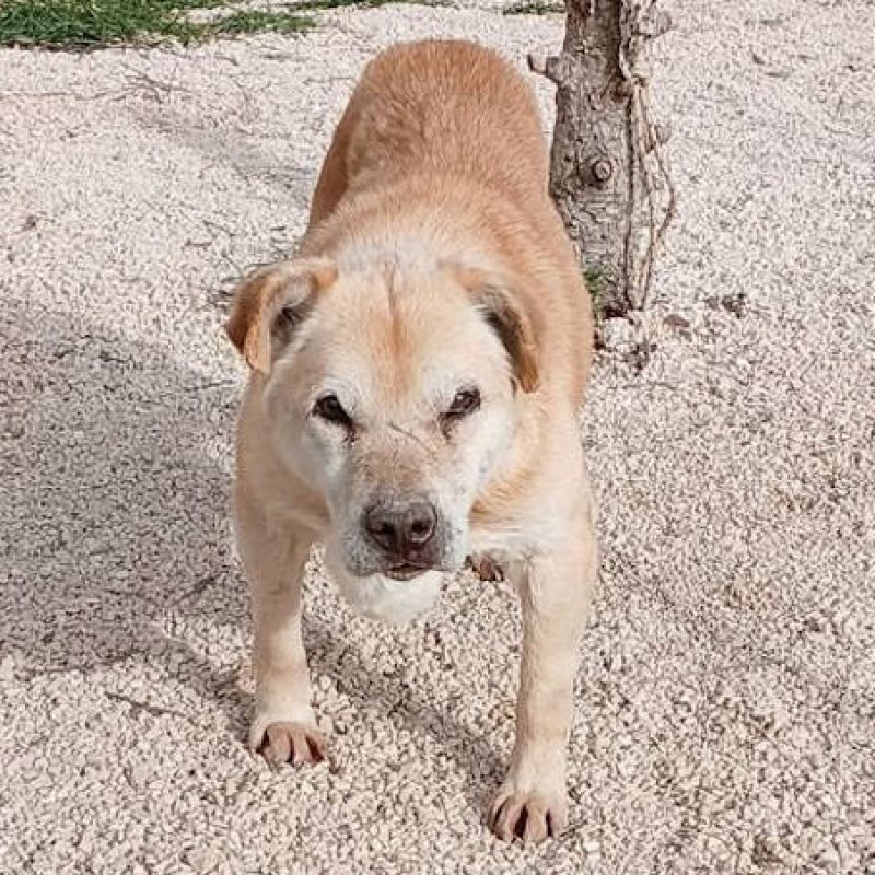 Addio al cane Fonzie, il "nonno" del cuore: 11 anni passati in canile e nessuno che abbia voluto adottarlo