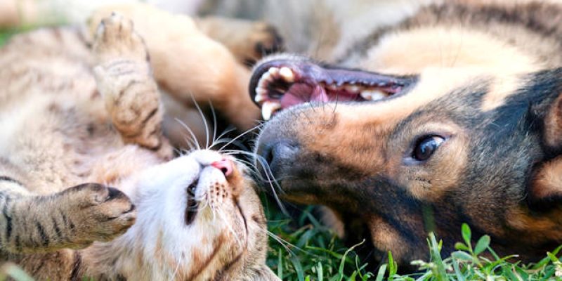 Balsorano contro il randagismo, incontro informativo sul possesso responsabile di animali d'affezione