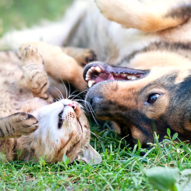 Balsorano contro il randagismo, incontro informativo sul possesso responsabile di animali d'affezione