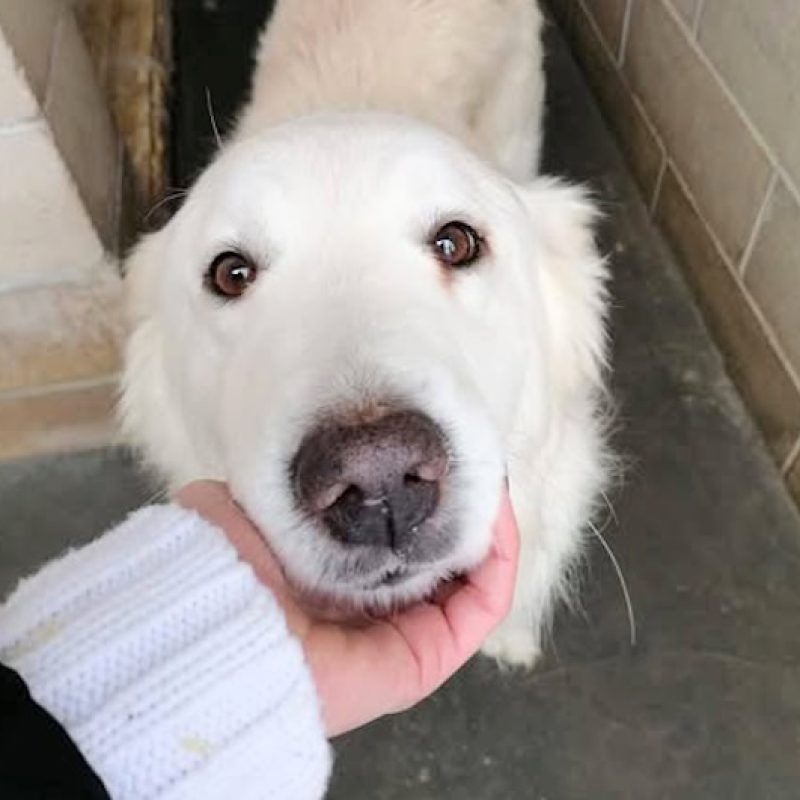 Il cane Maciste restituito dopo una settimana dall'adozione: rischia di tornare in canile