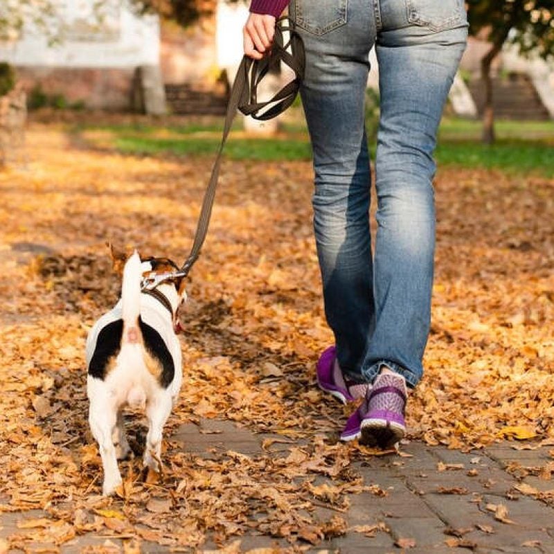 Deiezioni canine per strada, disappunto dell'Associazione "Piazza Cavour" di Avezzano: "I veri amanti degli animali non sono come voi"