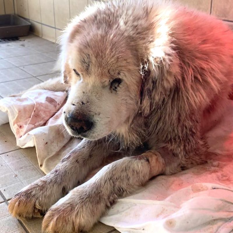 Cane da pastore abruzzese anziano aggredito e ferito da altri cani in strada: "Sarebbe bello offrirgli un finale diverso di quello del canile"