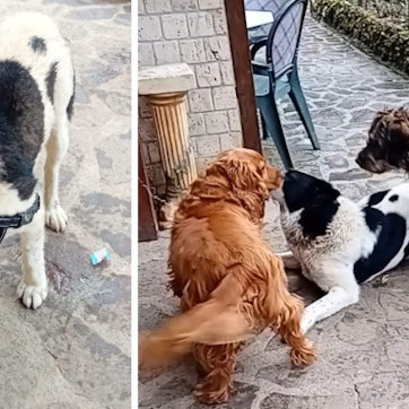 Poldo, da randagio diffidente a re dei vigneti: da Pescasseroli la storia a lieto fine di un cane speciale