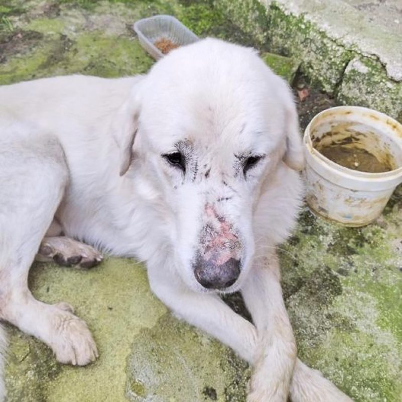 Il cane Salvo aggredito e sfigurato dal branco, ora cerca una famiglia