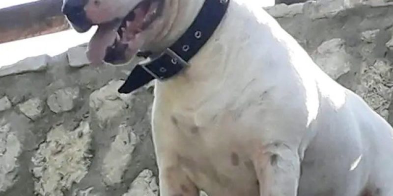 Il bull terrier Zar, simbolo del VI municipio Roma, trova un angelo custode nel dottor Ennio Di Carlo