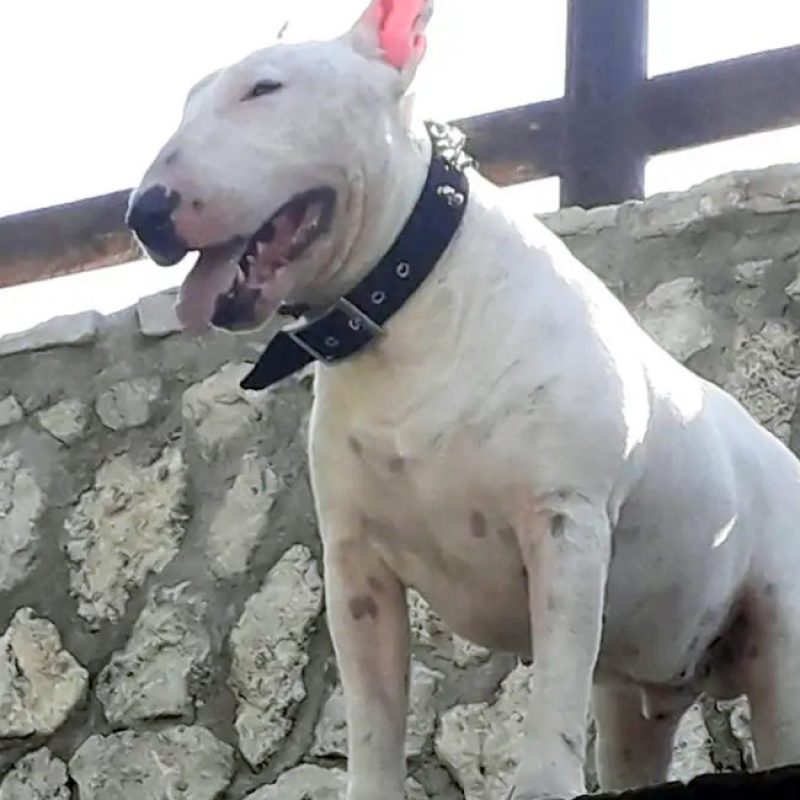 Il bull terrier Zar, simbolo del VI municipio Roma, trova un angelo custode nel dottor Ennio Di Carlo