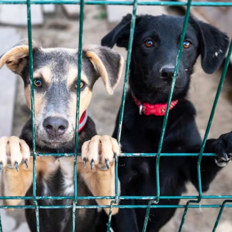 Polemiche per il trasferimento di 50 cani da San Salvo a Lecce nei Marsi, animalisti sul piede di guerra