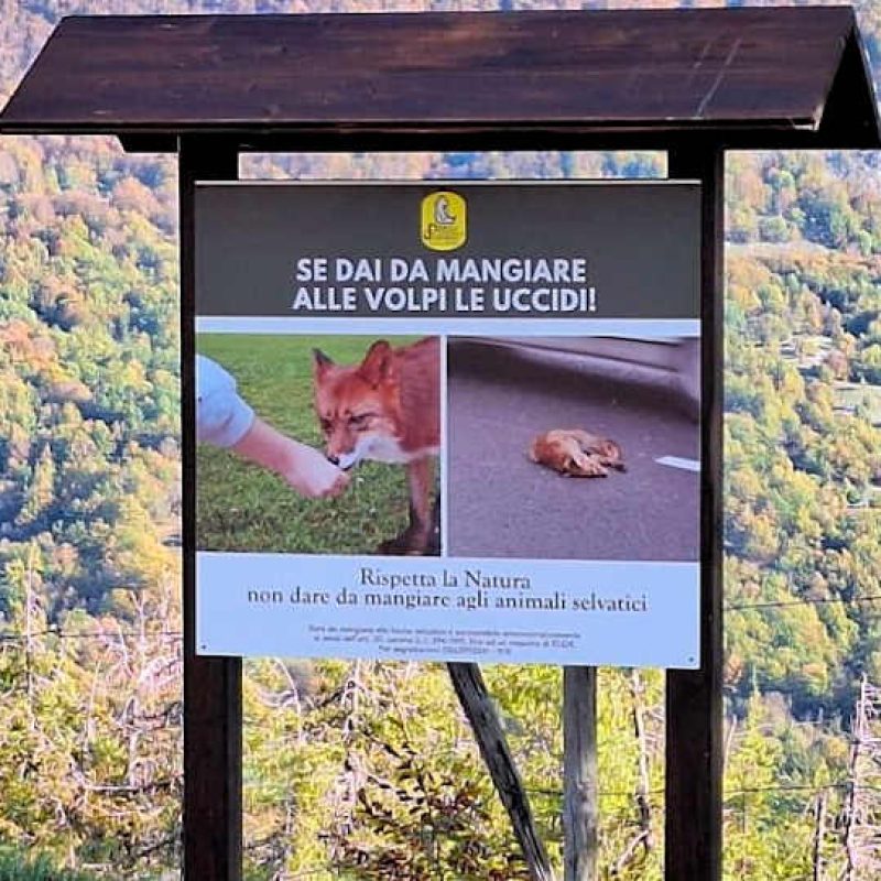 Selfie con le volpi di Forca d'Acero avvicinate e alimentate dai turisti, PNALM: "Dare da mangiare le uccide", ma gli avvisi non vengono considerati