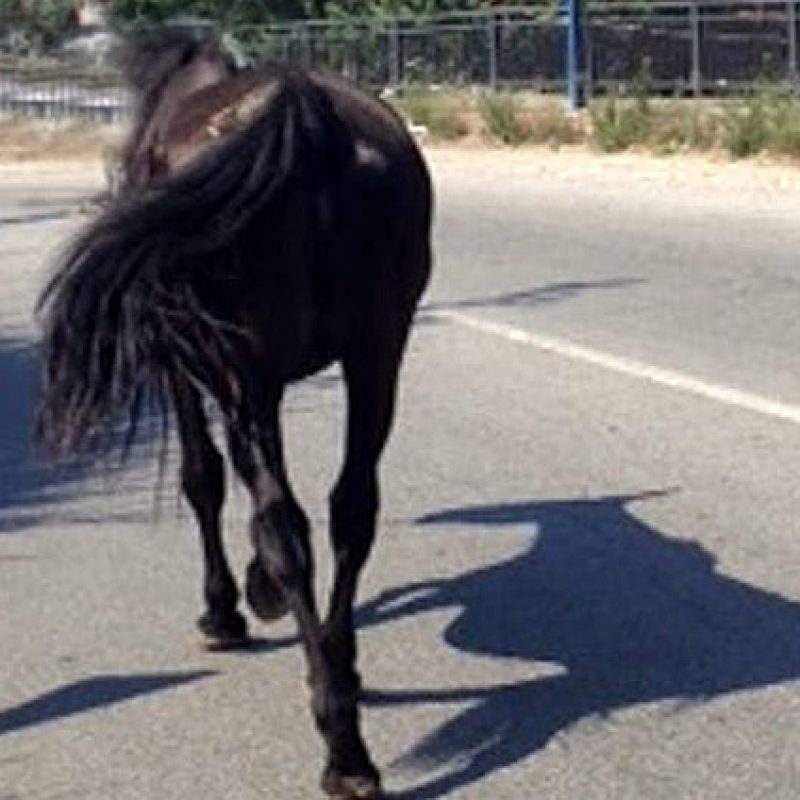 Incidente causato da animali da allevamento incustoditi a Canistro, sindaco Vitale: "Nuova ordinanza prevede il sequestro dei capi vaganti"