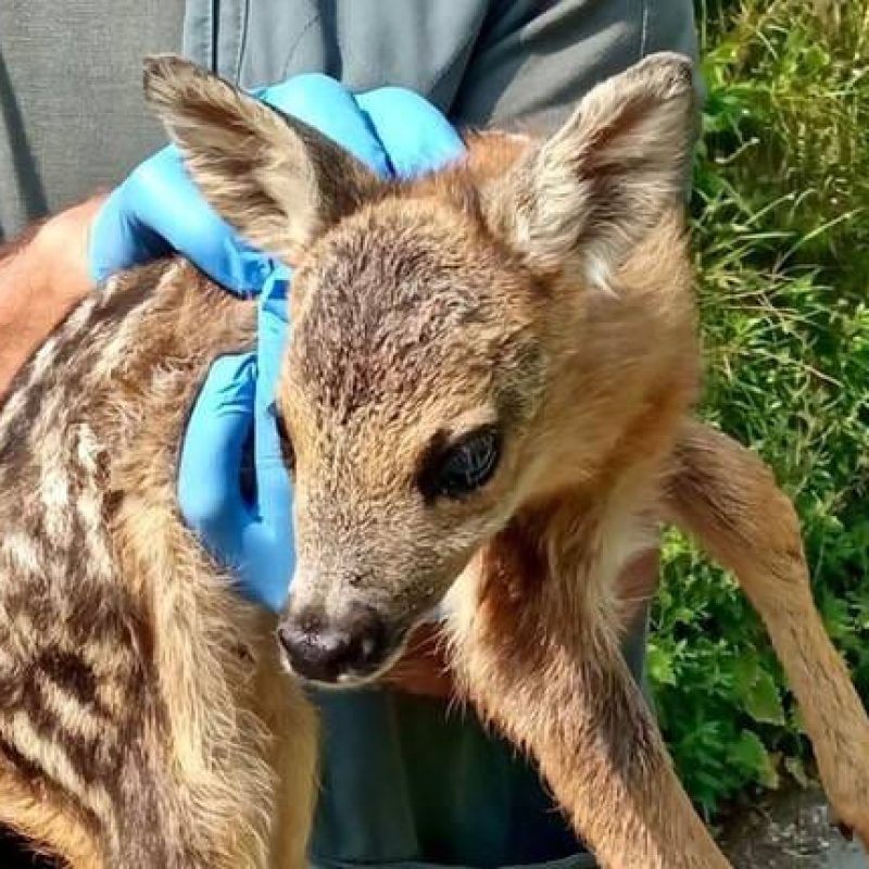 L'unico centro di recupero di fauna selvatica abruzzese non accoglie più animali feriti, WWF: "È inaccettabile"