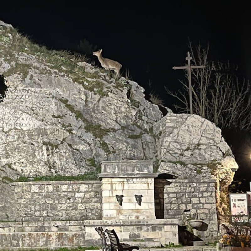 Una cerva sulla rupe della Fontana dell'Orso di Pescasseroli: lo splendido scatto di Elisa D'Addezio e Marco Di Pirro