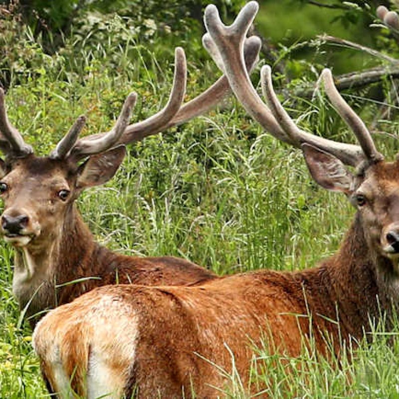 Va avanti la battaglia per difendere i cervi in Abruzzo, animalisti in piazza il 2 Novembre