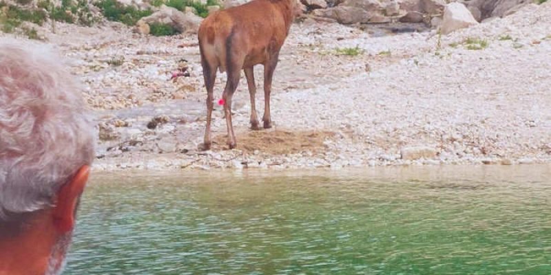 Sedato e trasferito in montagna il cervo che ha caricato dei turisti