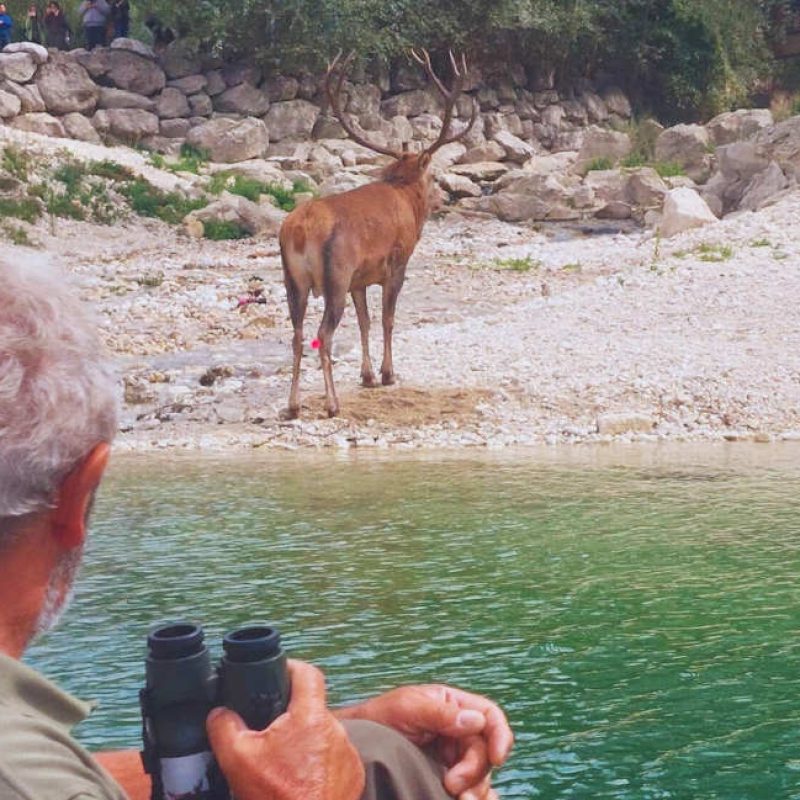 Sedato e trasferito in montagna il cervo che ha caricato dei turisti