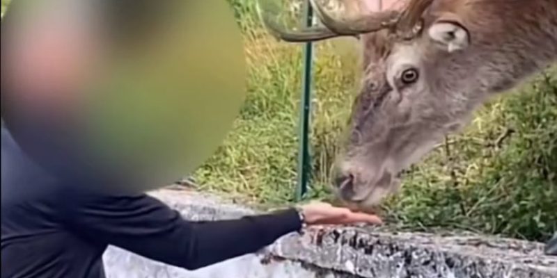 No selfie con animali selvatici, Enpa: "L'ossessione per i social mette a rischio la fauna"