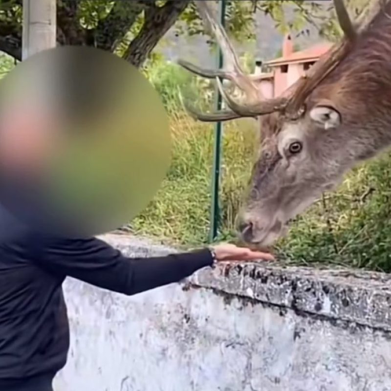 No selfie con animali selvatici, Enpa: "L'ossessione per i social mette a rischio la fauna"