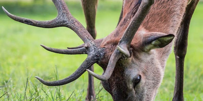 Caccia ai cervi, la Regione Abruzzo confida nel Consiglio di Stato. Imprudente: "Non abbiamo commesso alcuna forzatura"