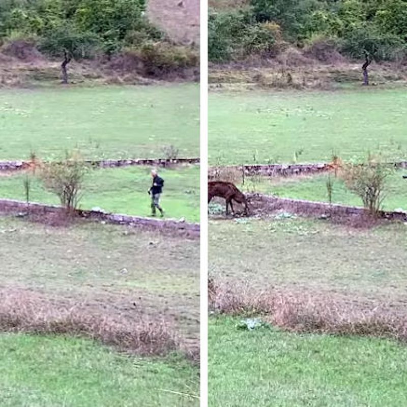 Si avvicina troppo a un cervo solo per fare una foto (video)