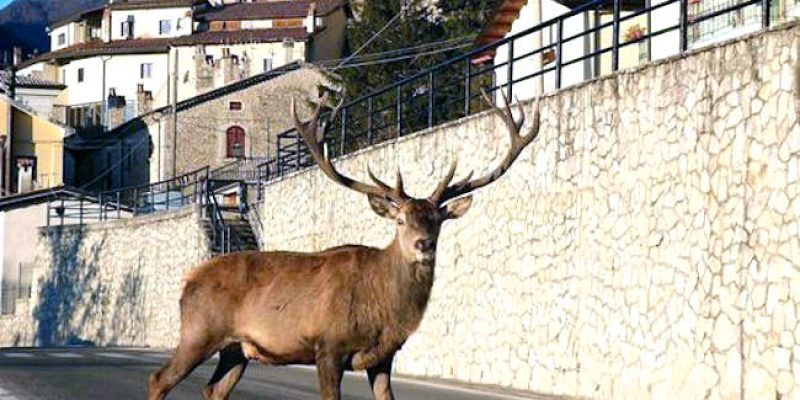 Cervi di Villetta Barrea: "Mantenere la distanza e non offrire cibo"