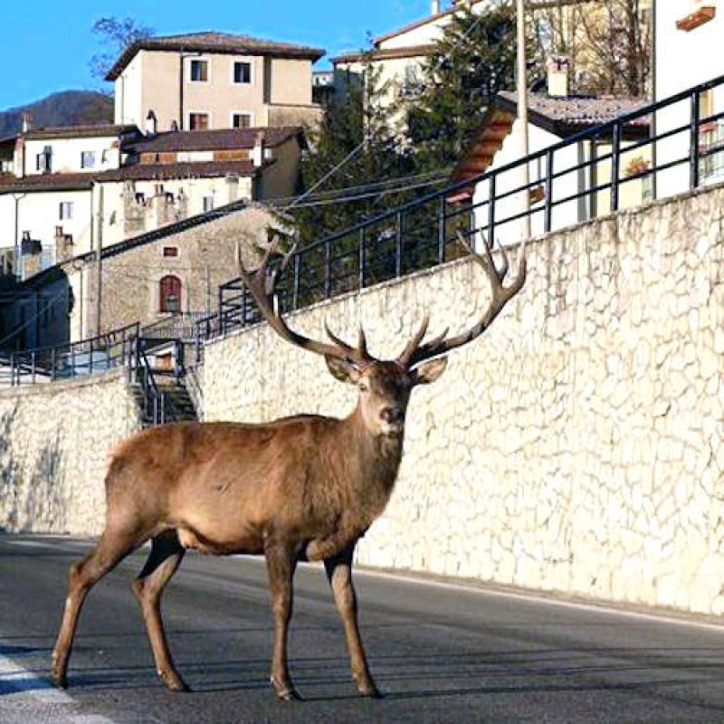 Cervi di Villetta Barrea: "Mantenere la distanza e non offrire cibo"